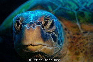 Turtle portrait II by Erich Reboucas 